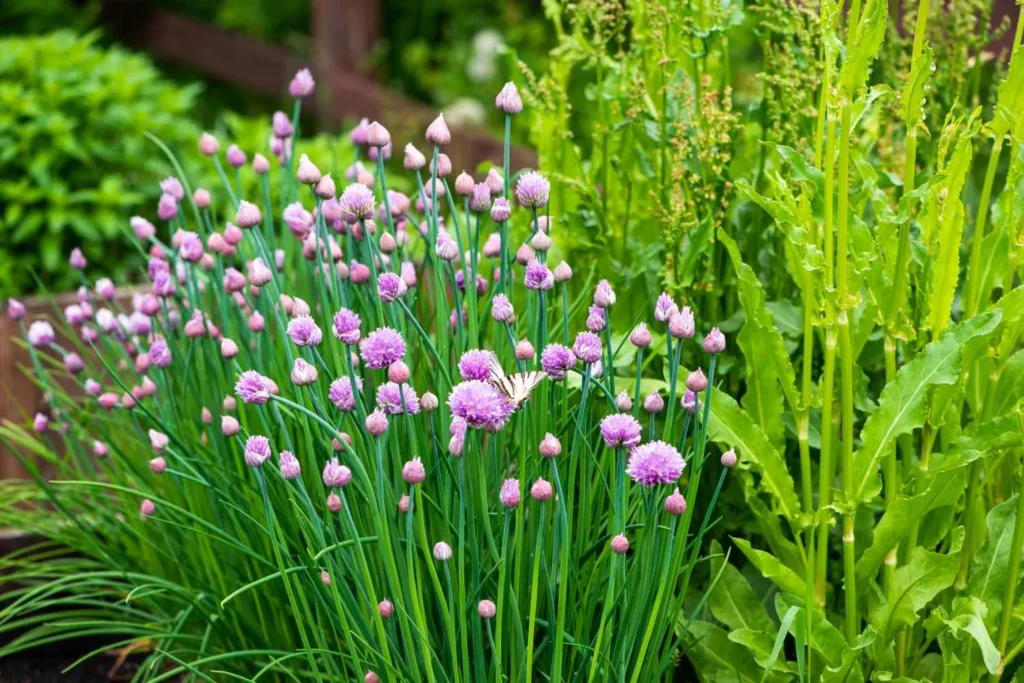 What are the Best Plants for a Garden?