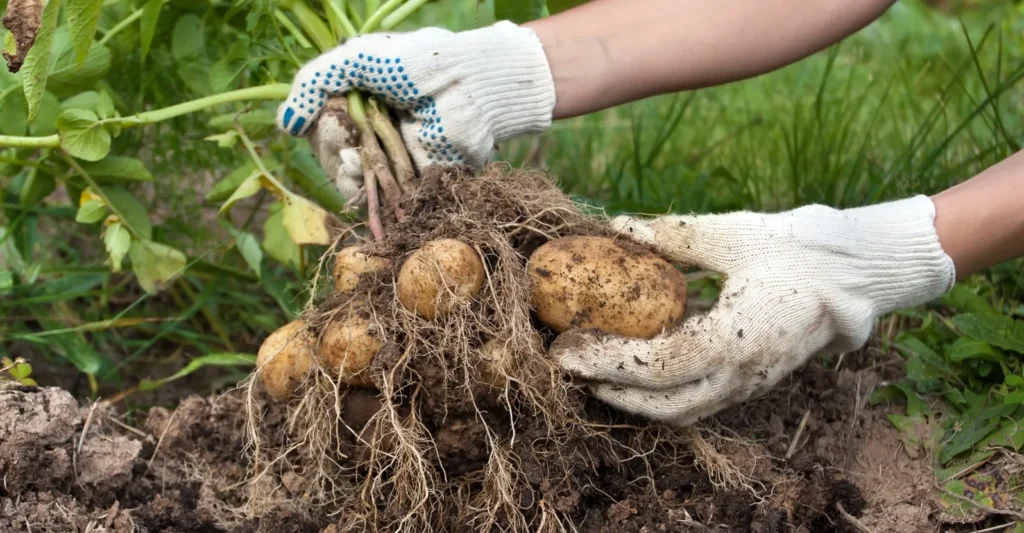 How to Plant Potatoes in a Garden? 