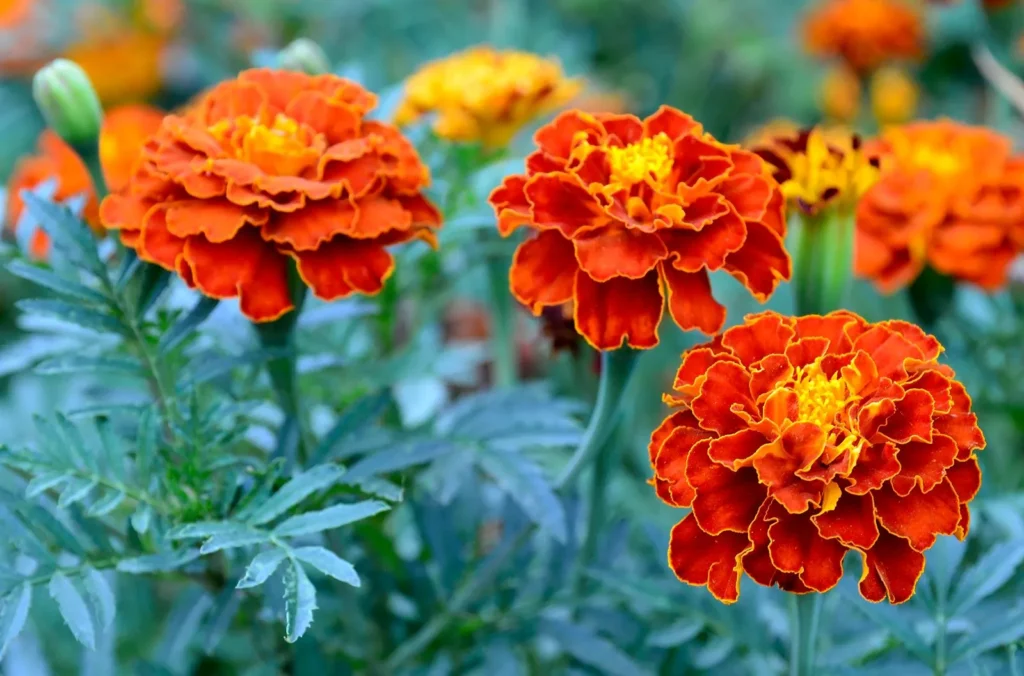 What Are the Best Flowers for a Beginner's Garden?