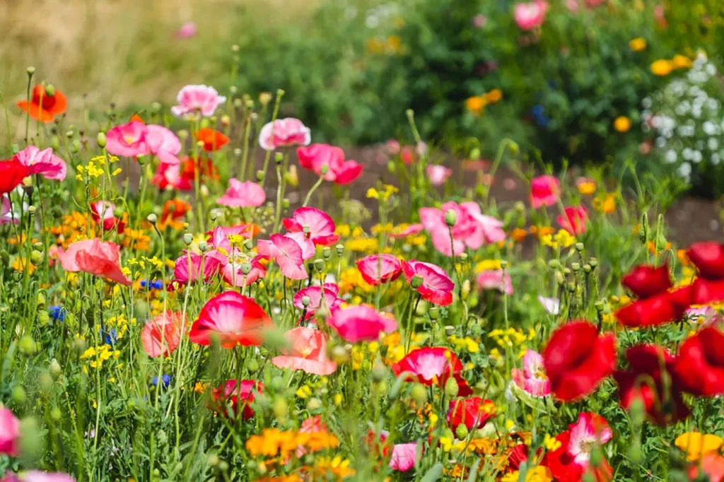 How to Plant a Wildflower Garden?