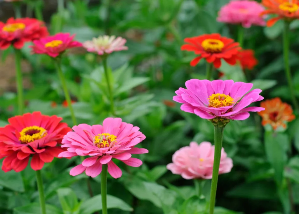 What Are the Best Flowers for a Beginner's Garden?