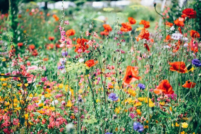 How to Plant a Wildflower Garden?