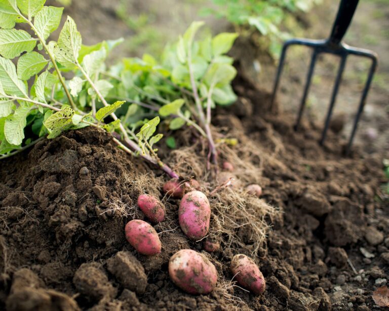 How to Plant Potatoes in a Garden?