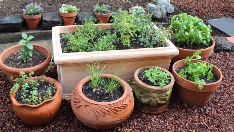 How to Plant an Herb Garden?