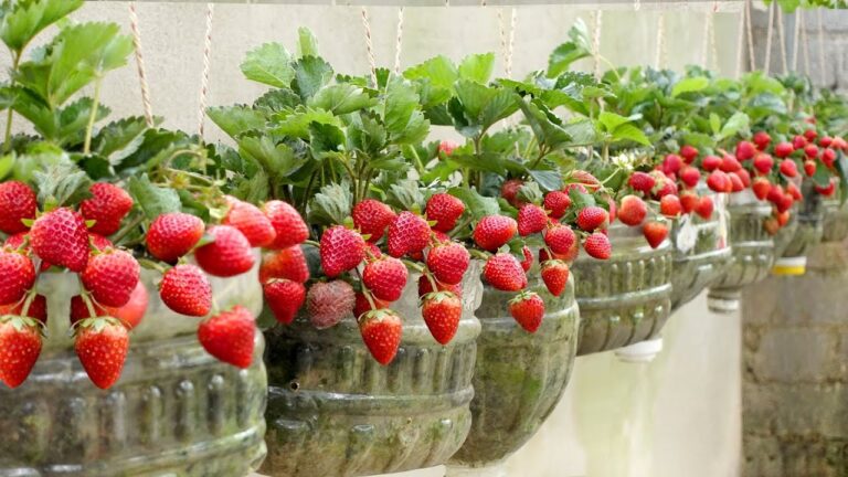 How to Grow Bigger Strawberries?