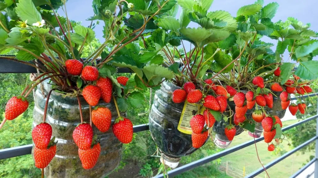 How to Grow Bigger Strawberries?